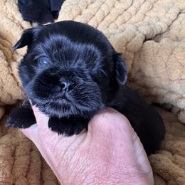 Magic - Black male Shih Tzu puppy in Bentonville, Arkansas from T & D Dachshunds by design