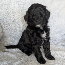 Shadow - Black male Goldendoodle puppy in Englewood, Ohio from The Golden Aussie Co.