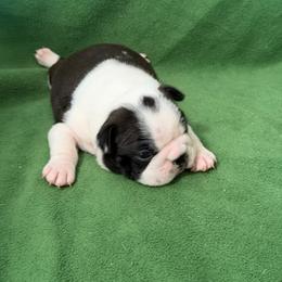 Dandy - Black brindle and white male Boston Terrier puppy in Lake City, Florida from RuckerRun Boston Terriers
