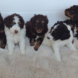 Poodles from Little Albion
