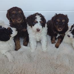 Poodles from Little Albion