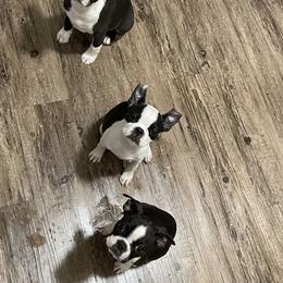 Boston Terrier Puppies from Bonze Boston Terriers