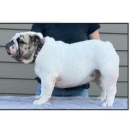 Kona - Bulldog