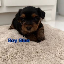 Yorkshire Terrier Puppies from April Hernandez