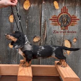 Bitsy - Dachshund