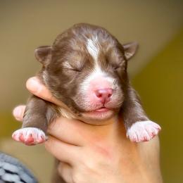 Sprout - Red and white male Siberian Husky puppy in Florence, Kentucky from Moonlight Howl Huskies