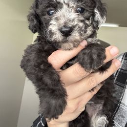 MILLY - Blue merle female Aussiedoodle puppy in Weeki Wachee, Florida from Pawprint Dreams Boarding and Kennel