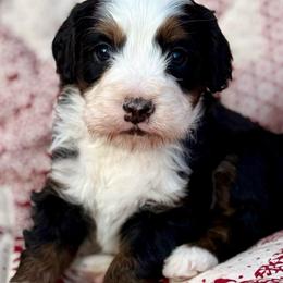 Steve- Green collar boy - Tri-color male Bernedoodle puppy in Colorado Springs, Colorado from Mercy Mountain Bernedoodles