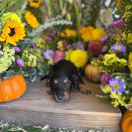 Black and tan long hair - Black and tan female Dachshund puppy in Wills Point, Texas from East Mini Dachshunds Texas