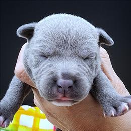 Hayride - Blue male Staffordshire Bull Terrier puppy in Dallas, Texas from Wild Blue Staffords
