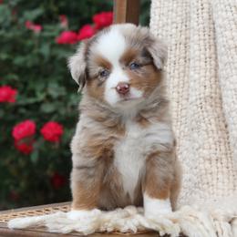 Penny - Red merle female Miniature Australian Shepherd puppy in Mifflin, Pennsylvania from Cabin Hearth Miniature and Toy Australian Shepherds