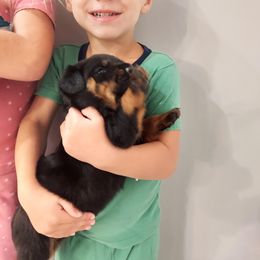 Rottweiler Puppies from White Haus Rottweilers