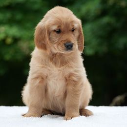 Tabby - Golden female Golden Retriever puppy in Saint Joe, Indiana from Golden Acres Farm