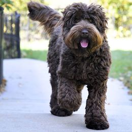 Freddie - Australian Labradoodle