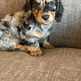 Pebbles - Dapple female Dachshund puppy in Tonopah, Arizona from Brandie's Dachshunds