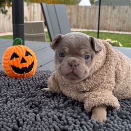 Pumpkin - Tricolors male French Bulldog puppy in South Bend, Indiana from Furever Faithful Frenchies LLC