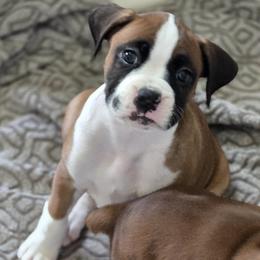 Spot - Fawn male Boxer puppy in Fleming Island, Florida from Fleming Pups