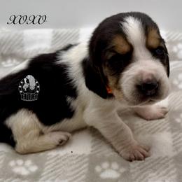 XOXO - Black white and brown female Basset Hound puppy in Dingess, West Virginia from Tuckers' Howling Hounds