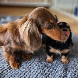 Dachshund Puppies from Kingpin Doxies