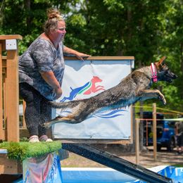 German Shepherd All Grown Up from Iron Legacy Working Dogs