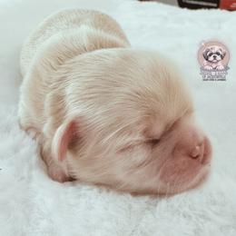 Boy 1 - male Shih Tzu puppy in Jacksonville, Florida from Shih Tzus of Jacksonville