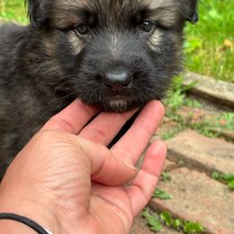 Dark male sable - Sable male German Shepherd puppy in Lordstown, Ohio from Jewels German Shepherd