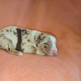Lacy - Red merle female Australian Shepherd puppy in Kingman, Arizona from Long Mt Aussies
