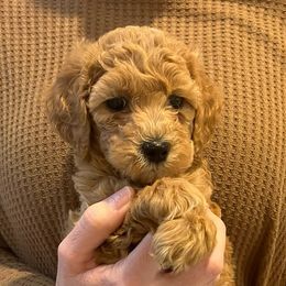Girl 1 - Red  Goldendoodle puppy in San Antonio, Texas from CruzNDoodles