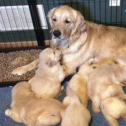 Bretagne - Golden Retriever