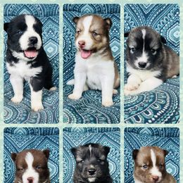 Siberian Husky Puppies from Wooly Woof Siberians