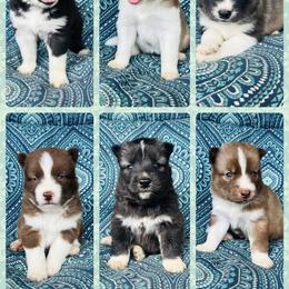 Siberian Husky Puppies from Wooly Woof Siberians