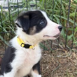 Cassidy - Tri-color female Border Collie puppy in Shawnee, Oklahoma from Cross K Working Collies - Pure Bred Border Collies
