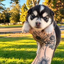Coal - Black and white male Pomsky puppy in La Verne, California from Red Cedar Pomskies