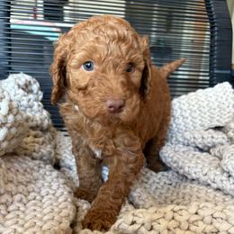 Gray - Red  female Goldendoodle puppy in Buda, Texas from Anita’s Doodles