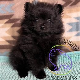 HOLD AKC FLY - Black female Pomeranian puppy in Watkins Glen, New York from Wicked Spirits Pomeranians