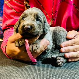Pink - Blue female Weimaraner puppy in Aitkin, Minnesota from Whispering’s GunDogs