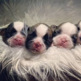 Shih Tzu Puppies from The Family Shih Tzu