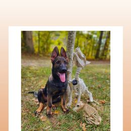 German Shepherd Puppies from Royalty German Shepherds