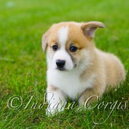 Pembroke Welsh Corgi Puppies from Indiana Corgis LLC