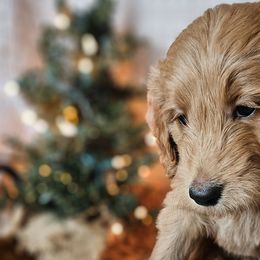 Red Collar Female - Red  Goldendoodle puppy in Willis, Texas from Doodle Family