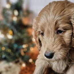 Red Collar Female - Red  Goldendoodle puppy in Willis, Texas from Doodle Family
