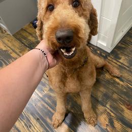 Riley - Goldendoodle