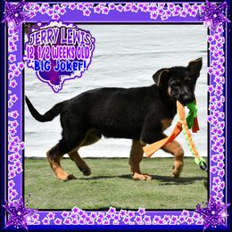 JERRY LEWIS - Black and red male German Shepherd puppy in Murrieta, California from Diamond Oaks German Shepherds