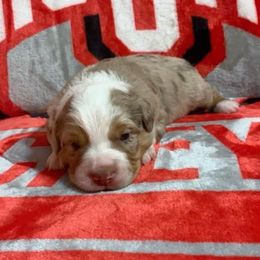 Australian Shepherd Puppies from Michelle Ferguson