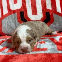 Australian Shepherd Puppies from Michelle Ferguson