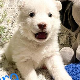 Siberian Huskies from Montana Huskies