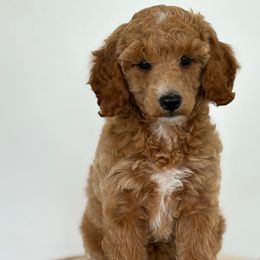 Layla - Apricot female Poodle puppy in Strasburg, Virginia from Shenandoah Valley Doodles
