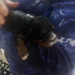 Boy 3 - Black and tan male Cavalier King Charles Spaniel puppy in Morriston, Florida from Cutesy Cavaliers