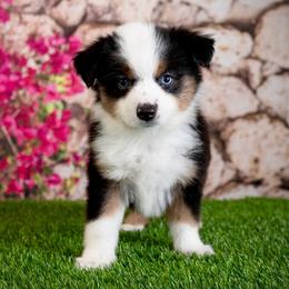 Max - Black tri male Toy Australian Shepherd puppy in Georgetown, Texas from Minikin Manor