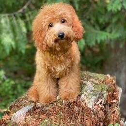 Daffodil - Apricot female Poodle puppy in Bellingham, Washington from My Sweet Poodles and Doodles
